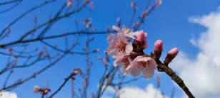 Sweet almond blossom