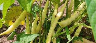 Beans on a bean plant