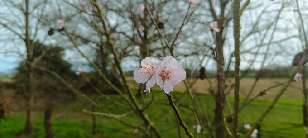 Sweet almond blossom