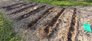 Rows for planting potatoes