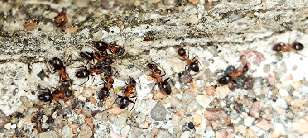 These ants don't realise...