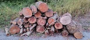 A pile of logs