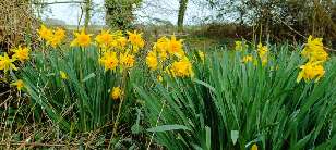 Daffodils in the potager