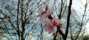 Sweet almond flowers