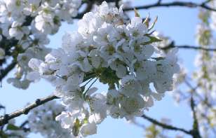 Our cherry blossom: Close-up of the blossom