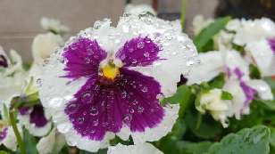 Droplets on a pansy