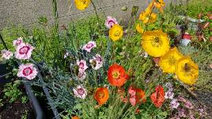 Iceland Poppy and Dianthus