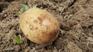 Brown spots on the potato