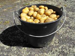 A whole bucket of spuds