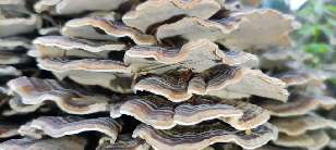 Fungi on a dead log