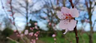~Sweet almond in flower