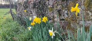 ~Daffodils by the wall