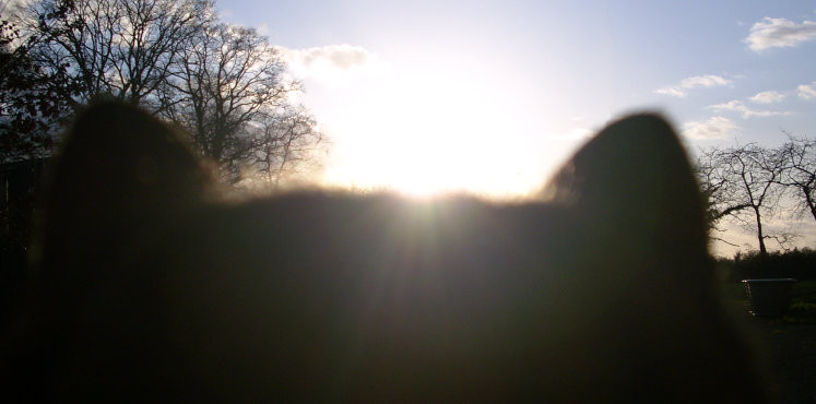 A kitten watching the sun set