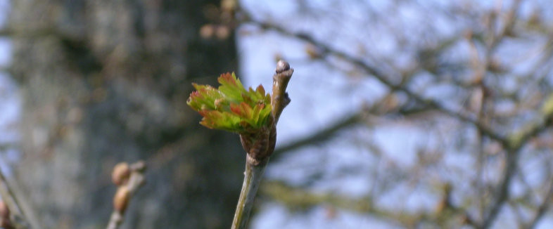 Them there Oak leaves are-a-comin'