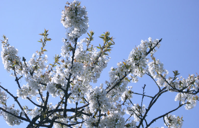 Our cherry blossom: Lots of blossom