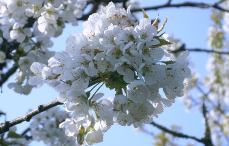 Our cherry blossom: Close-up of the blossom