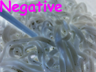 Effect mode example - noodles, negative