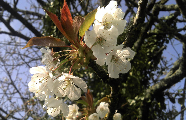 Sakura 2011