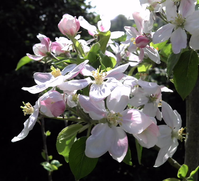 Apple blossom.