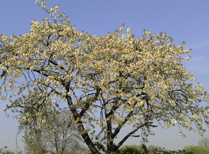 Sakura, cherry blossom.