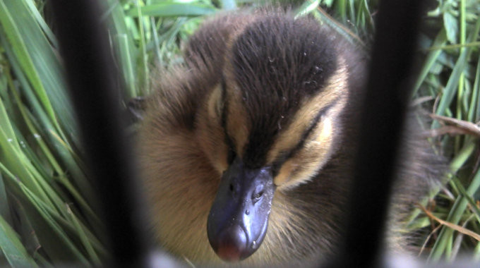 The Duzzy Fu... um... Fuzzy Duckling.