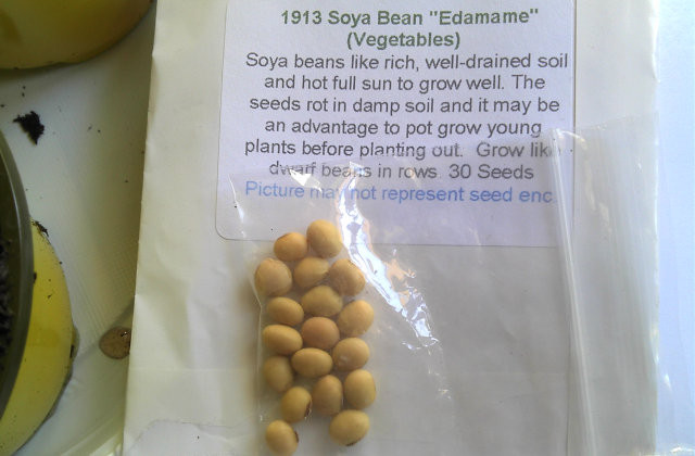 Soy seeds