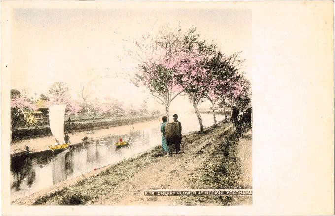 Japanese postcard - cherry blossom in Negishi, Yokohama