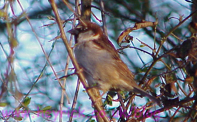 Sparrow