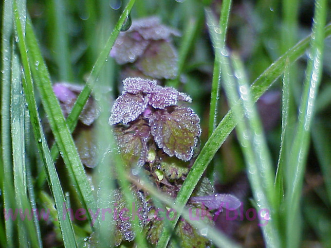 Dead nettle