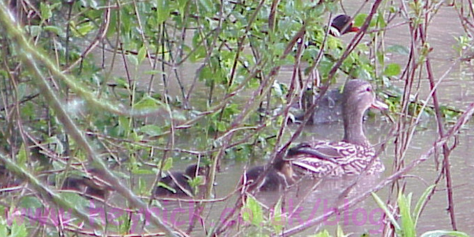 Mummy-Duck, Moorhen, and assorted chicks