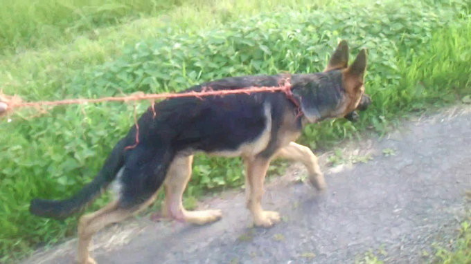 Walking Woof [image from video]
