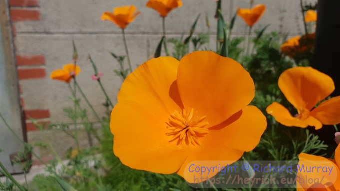 California Poppy