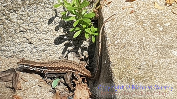 Lizard on the doorstep