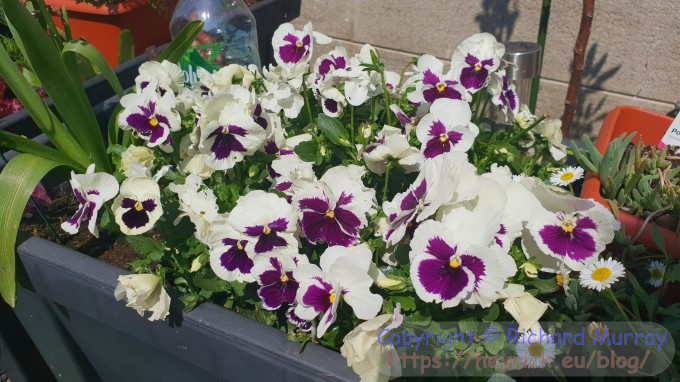 Pansy profusion