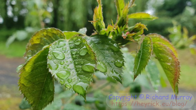 Droplets on the leaves of a wild rose