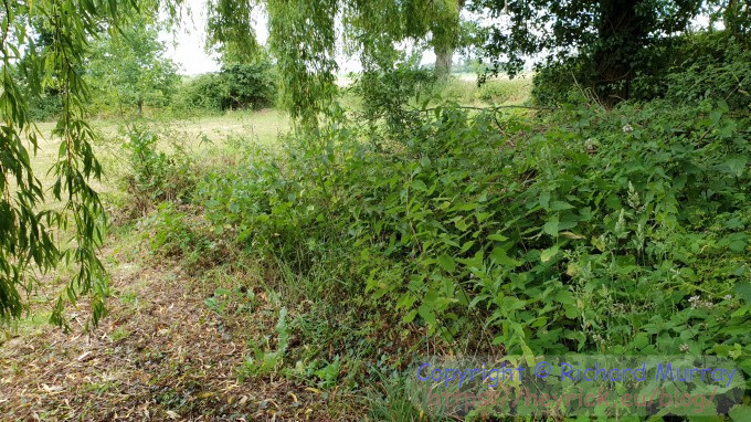 Under the willow - before