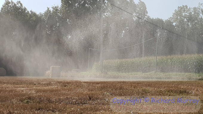 Soggy hay