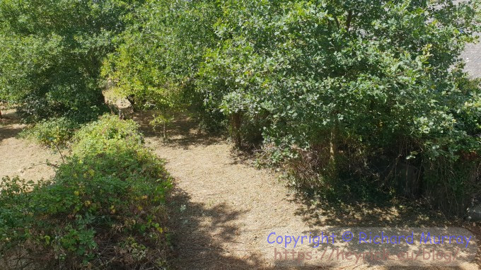 Brambles - high up photo