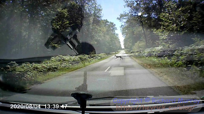 Bambi crossing