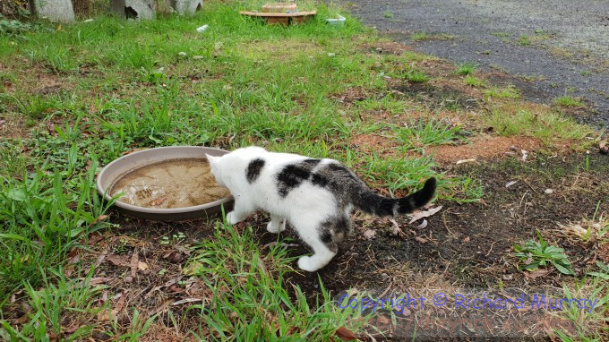 Kitten looking into bird water bowl.