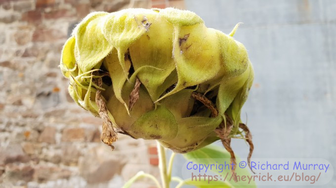 A closed sunflower