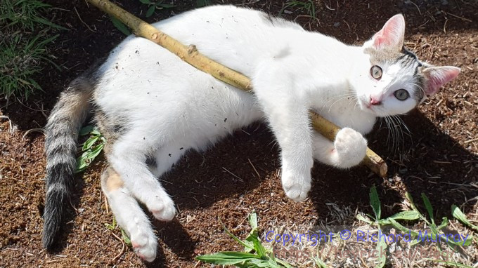 Anna playing with a stick.