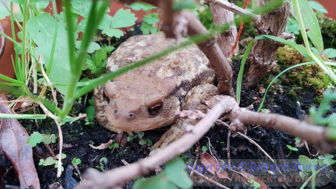 A frog in the plant pot.