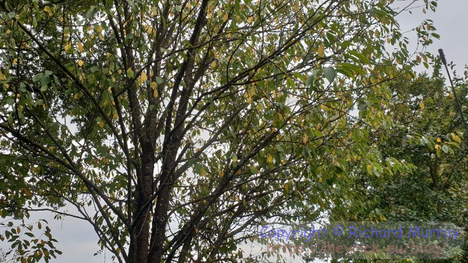 Wild cherry starting to lose its leaves.