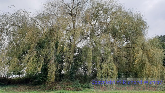 Willow starting to lose its leaves.