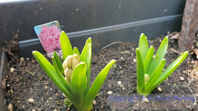 Twice the Hyacinth