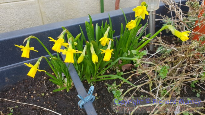 Mini daffodils in flower
