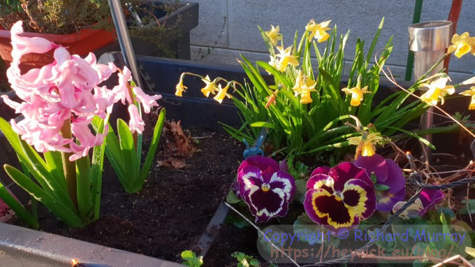 Bulbs and pansies