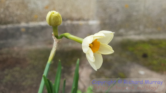Dual daffodil?