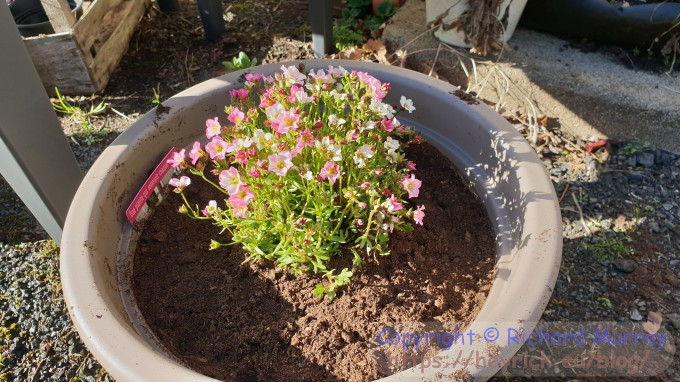 Pink Saxifrage